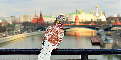 Москвичами становятся Москвичами становятся