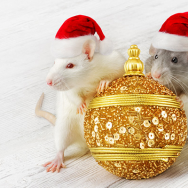 С Новым Годом! С Новым Годом!
